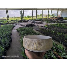 Empressco Kırçıllı Taş Orkide Bonsai ve Aranjman Saksısı No 1