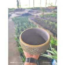 Empressco Altın Desen Beton Bonsai ve Orkideli Şık Saksı, Doğal Güzellikler