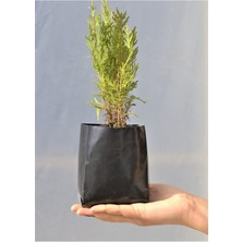 Empressco 9X15 cm Fide Poşeti 10 Adet Siyah Körüklü Fidan Torbası