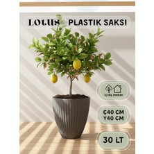 Empressco Antrasit Lotus Plastik Saksı 40CM Çap, 42CM Yükseklik