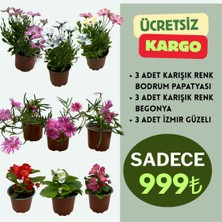 9'lu Çiçekli Bitki Seti | 3 Adet Begonya + 3 Adet Bodrum Papatyas