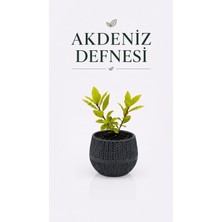 Pati Nefes Canlı Akdeniz Defnesi Fidesi Aromatik Mutfak ve Bahçe Bitkisi 2 Köklü Saksılı