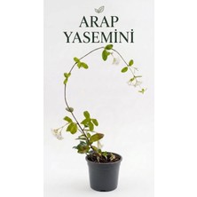 Pati Nefes Arap Yasemini, Çiçekli Canlı Sarmaşık Bitkisi, Saksılı Kokulu 1 Metre