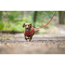 Vuralsin38 Köpek Göğüs Tasması, Neopren, Kırmızı, S, 38-44CM