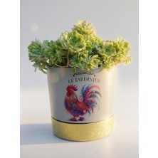 Çiçeva Dekoratif Horoz Desenli Plastik Saksı - 24X24 cm