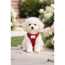 GOBYPET Kediler ve Köpekler Için Rahat, Dayanıklı Göğüs Tasması Xxs