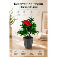 Nyl Home Antoryum (Flamingo) Dekoratif Saksılı Yapay Çiçek - Yeşil Yapraklı Balkon Salon Mutfak Ofis Dekor Çiçeği