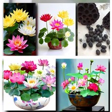 Tropikal Antalya 5 Adet Tohum Nadir Bulunan Lotus Uzak Doğunu Su Zambağı Nilüfer Tohumu Sınırlı Stok