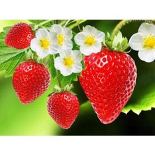 Artcrelier Strawberry Flavored Massage Oil 50ML Çilek Aromalı Masaj Yağı 2 Adet