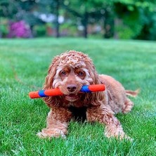 TeknoKapsül Chuckit! Fetch Stick Oyuncağı