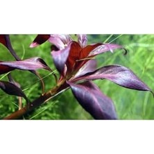 TeknoKapsül Ludwigia Glandulosa Saksı Bitki