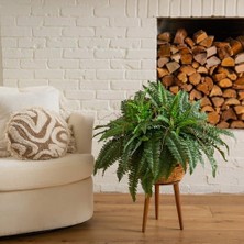 TeknoKapsül 40 Inç Eğrelti Otu (2'li Set), Yeşil