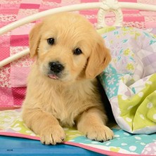 TeknoKapsül 3X49 Parça Puzzle Puppies Renkli 3+