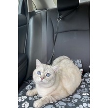 Empressco Patipatron Kedi ve Küçük Irk Köpek Seyahat Kiti Araba Oto Tasması ve Minderi - Fiyatı, Yorumları