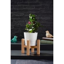 TeknoKapsül Mini Saksı Ayağı Saksı Standı 15X11 cm Ahşap Saksılık Kaktüs Sukulent Saksılığı