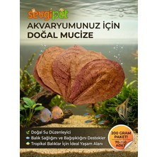Doğal Catappa Yaprağı - Ekonomik Paket Akvaryum Su Düzenleyici (200 gr / 70-100 Adet)