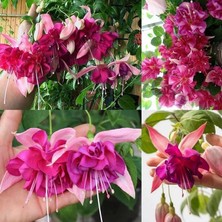 Bilgarden Xxl Dev Çiçekli Bella Rosella Küpe Çiçeği Fidesi (5 Adet)