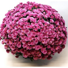 Bilgarden Özel Çeşit Branglobe Pink Pembe Kasımpatı Çiçeği Fidesi (1 Fide)