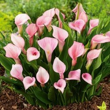 MutluPaket Strawberry Blush Calla Gala Çiçeği Soğanı (1 Adet Soğan)