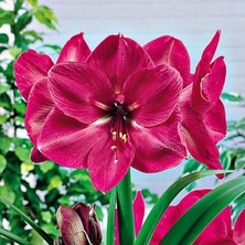 MutluPaket Kokulu Güzel Hatun Çiçeği Amaryllis Hercules Çiçeği Soğanı (1 Adet)