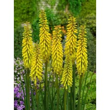 MutluPaket Soğuğa Dayanıklı Kniphofia Sunningdale Sarı Fener Meşale Çiçeği Zambağı Soğanı (1 Adet)