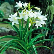 MutluPaket Büyük Çiçekli Parfüm Kokulu Crinum Powellii Album Bataklık Zambağı Soğanı (1 Adet )