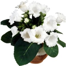 MutluPaket Mont Blanc Gloxinia Gloksinya Bardak Menekşesi Çiçeği Soğanı (1 Adet )