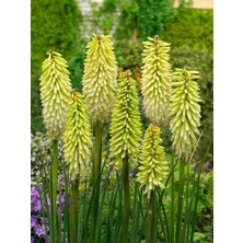 MutluPaket Soğuğa Dayanıklı Kniphofia Ice Queen Fener Meşale Çiçeği Zambağı Soğanı (1 Adet)