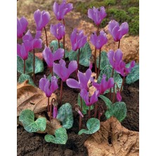 MutluPaket Dağ Sıklameni Cilicum Cyclamen Soğuğa ve Kuraklığa Dayanıklı Sıklamen Çiçeği Soğanı (1 Adet)