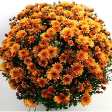 MutluPaket Özel Tür Özel Tür Bransound Dark Orange Kasımpatı Krizantem Çiçeği Fidesi (1 Fide)