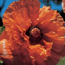 MutluPaket Indian Chief Papaver Büyük Kafa Nadir Gelincik Çiçeği Soğanı (1 Adet)