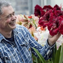 MutluPaket Kokulu Güzel Hatun Çiçeği Amaryllis Gr. Diva Çiçeği Soğanı (1 Adet)