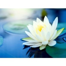 Bade Shop 3 Adet Beyaz Renk Lotus (Nilüfer) Çiçeği Tohumu
