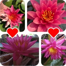Bade Shop 4 Adet Karışık Nadir Renklerde Lotus (Nilüfer) Çiçeği Tohumu