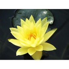 Bade Shop 3 Adet Sarı Renkli Lotus (Nilüfer) Çiçeği Tohumu