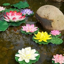 Şafak Peyzaj Lotus Çiçeği Tohumu (Nilüfer) Orjinal Tohum 10 Adet Karışık