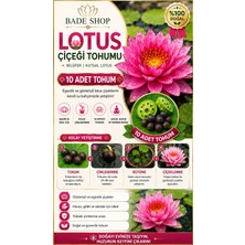 Bade Shop 10 Adet Karışık Renklerde Lotus (Nilüfer) Çiçeği Tohumu