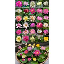 Bade Shop 15 Adet Karışık Lotus Tohumu – Japon Su Zambağı Çiçeği Tohumu – Kase Lotus – Su Bahçesi Nilüfer Çiçeği