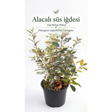 Pati Nefes Alacalı Süs Iğdesi Fidanı Dayanıklı Peyzaj ve Bahçe Bitkisi