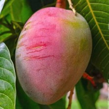 ASES 2 Yaş,saksıda Aşılı Sensation  Mango Fidanı Boy 70-90 cm