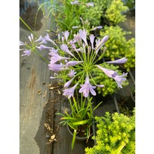 Agapanthus Şefkat Çiçeği