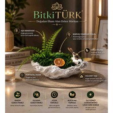 BitkiTÜRK 🌿✨ Aşk Merdivenli Stabilize Yosun Dekoru | Serçe Figürlü Premium Masaüstü Dekor | Doğal Görünümlü Bakım Gerektirmeyen Ev ve Ofis Süsü