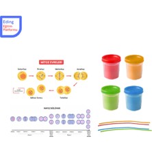 Eding Mitoz ve Mayoz Bölünme Evreleri Modelleme Hücre Bölünmeleri Fen Deney Seti Okul Deney Stem Seti