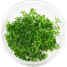 Hd Group Proserpinaca Palustris Cuba In Cup Canlı Bitki