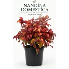 Pati Nefes Nandina Domestica Kutsal Bambu Kırmızı Yapraklı Dış Mekan Süs Bitkisi