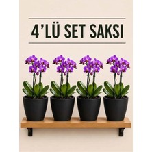 Plant Home Power Mix 4 Lü Siyah Renk Orkide Saksısı