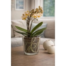 Plant Home Power Mix 2 'li Şeffaf Cam Saksı Seti- Modern Dekoratif Orkide Bitki Saksısı