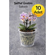 Plant Home Power Mix 10 Adet Orkide Üretim Saksısı -Şeffaf