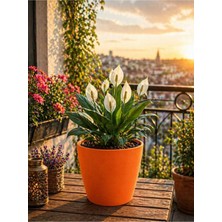 Plant Home Power Mix Dekoratif Saksı Turuncu Renk -1 Adet 12 Pot Orkide Üretim Saksı Hediyeli