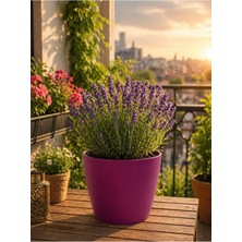 Plant Home Power Mix Dekoratif Orkide Saksısı - Bordo Renk 1 Adet 12 Pot Üretim Saksısı Hediye